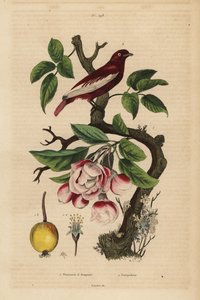 リンゴの木（Malus pumila）の上のポンパドール・コティンガ（Xipholena punicea）、果実、花 Pompadour et pommier a bouquets 作： Unbekannt