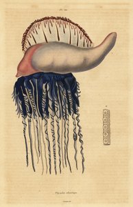 Portuguese man-of-war (Physalia physalis)