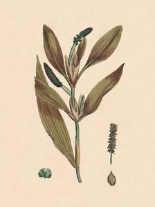 Potamogeton rufescens。赤みがかったスズメバチ、19世紀 作： Unbekannt
