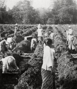 砂糖のプランテーションで灌漑水路を準備中、ジャワ、オランダ領東インド諸島、1927年 作： Unbekannt