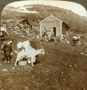 ノルウェー、ハウケリMtsで牛と山羊を飼育しているかなりノルウェーの女の子、c1905。 作： Unbekannt
