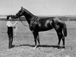 プリティー・ポリー、1901-1931、1911 作： Unbekannt