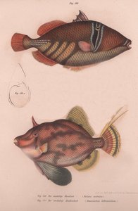 ウチワサボテンBatistes aculeatus、Monacanthus bifilamentosus、1850年代頃