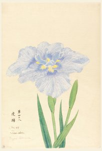 印刷物「虎の巻」第48号 作： Unbekannt