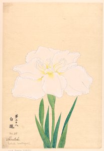 プリント、白滝（白滝）、No.28 作： Unbekannt