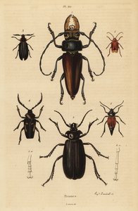 Psalidognathus friendii 1、Madre de la Culebra、Acanthinodera cumingii 2、Allocerus dilaticorne 3、Callipogos barbatus 4、Anacolus sanguineus 5、Prionus flavipennis 6 作： Unbekannt