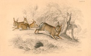 ウサギOryctolagus cuniculus、1828