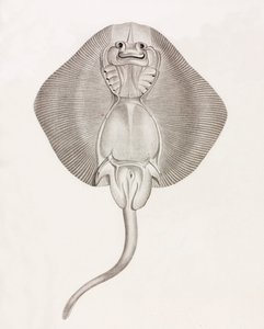 バンドの中のライエ 作： Unbekannt
