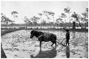 田んぼを掻き集める、日本、1904 作： Unbekannt
