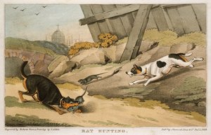 ラット狩猟、1823