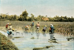 米の収穫、米の収穫、1900年。