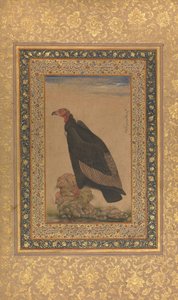 Red-Headed Vulture、シャー・ジャハーン・アルバムのフォリオ、表と裏：19世紀初頭。 作： Unbekannt
