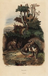 アカギツネ（Vulpes vulpes）の巣穴の外側 作： Unbekannt