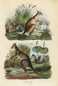 アカカンガルー（Macropus rufus）1、オキナワカンガルー（Macropus giganteus）2、ダスキーワラビー（Thylogale brunii）3 作： Unbekannt