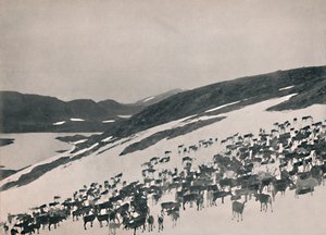 山のトナカイ、1914年。 作： Unbekannt