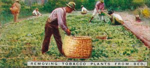 ベッドからのタバコ植物の除去、1926 作： Unbekannt