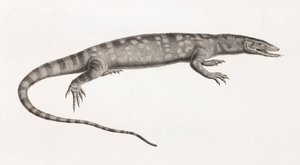 爬虫類。フォルスカルのオワラン 作： Unbekannt