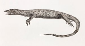 爬虫類。ナイル川のトゥピナンビス 作： Unbekannt