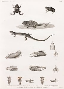 爬虫類：爬虫類のイラストシリーズ 作： Unbekannt