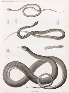 爬虫類：蛇のイラストシリーズ 作： Unbekannt