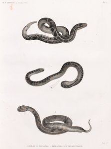 爬虫類: ヘビ 作： Unbekannt