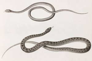 爬虫類：ヘビのイラストのクローズアップ画像2枚 作： Unbekannt