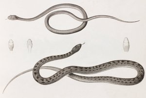 爬虫類：ヘビのイラストのクローズアップ画像2枚 作： Unbekannt