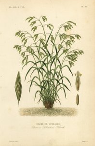レスキューグラス、またはシュレーダーズ・ブロムグラス（Bromus catharticus, Bromus schraderi, Brome de Schrader）。 作： Unbekannt