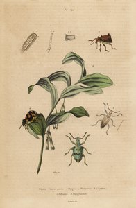 Rhigus, Platyoma and Cyphus weevils, bristly millipede, Polyxenus lagers and King Solomon