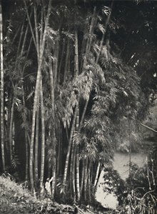 Riesenbambus Dendrocalamus giganteus in Peradeniya bei Kandy、1926 作： Unbekannt