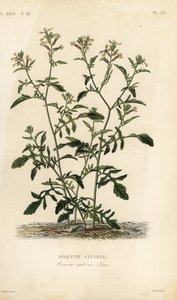 ロケットまたはルッコラ、Eruca vesicaria、Eruca sativa、Roquette cultivee