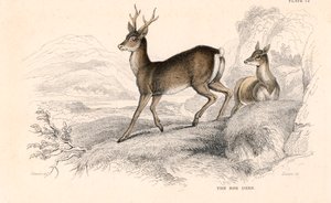 ノロジカCapreolus capreolus、鹿のユーラシア種、1828 作： Unbekannt