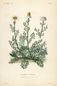 ローマンカモミールまたはカモミール、Chamaemelum nobile、Anthemis nobilis、Camomille romaine