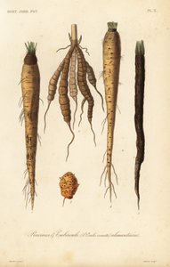 根菜類、racines et tubercule alimentaires 作： Unbekannt