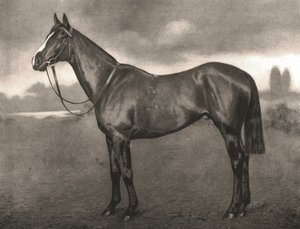 ロス、1911年。 作： Unbekannt