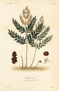 ロイヤルファーン、Osmunda regalis、Osmonde royale