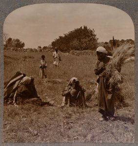 ボアズのフィールドでのルースの収集、c1900 作： Unbekannt