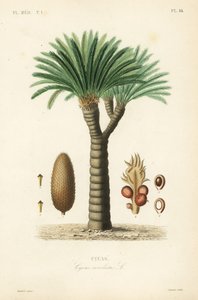 サゴヤシ、キングサゴ、サゴソテツ、日本のサゴヤシ、Cycas revoluta、Cycas
