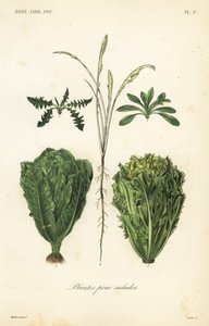 サラダ植物、サラダ用植物 作： Unbekannt