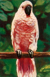 サーモンクレステッドオウム、c1928。 作： Unbekannt