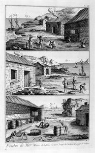 イワシの塩漬け、洗浄、梱包、1751-1777 作： Unbekannt