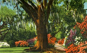 マグノリア庭園のシーン、サウスカロライナ州チャールストン、1942年。