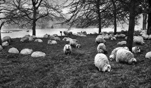 サーペンタインのスコットランドの羊、ハイドパーク、ロンドン、1926-1927 作： Unbekannt