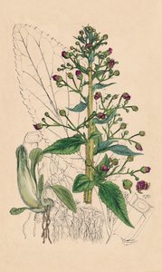 Scrophularia Ehrharti。エールハーツウォーターベトニー、19世紀 作： Unbekannt