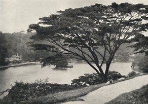 ビクトリアドライブから東に見える湖、神聖な歯の寺院、キャンディの図書館192 作： Unbekannt