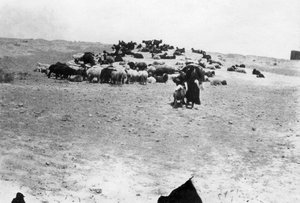1918年、メソポタミアのサマラ外で放牧される羊 作： Unbekannt
