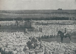 オーストラリアの羊飼い、1910 作： Unbekannt
