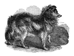 羊飼いの犬、1848 作： Unbekannt