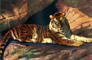 シベリアトラ、c1928。 作： Unbekannt