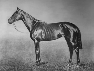 シニョリネッタ、1905-1928、1911 作： Unbekannt